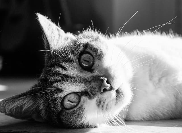 Guide d'Achat : Nourriture Animaux Promo