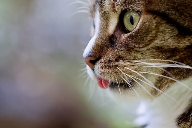 Understanding Cat Behavior: A Complete Guide