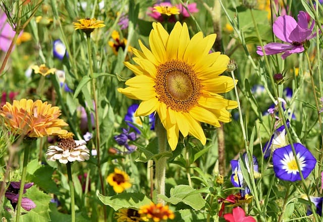 Guide pour optimiser votre budget maison jardin